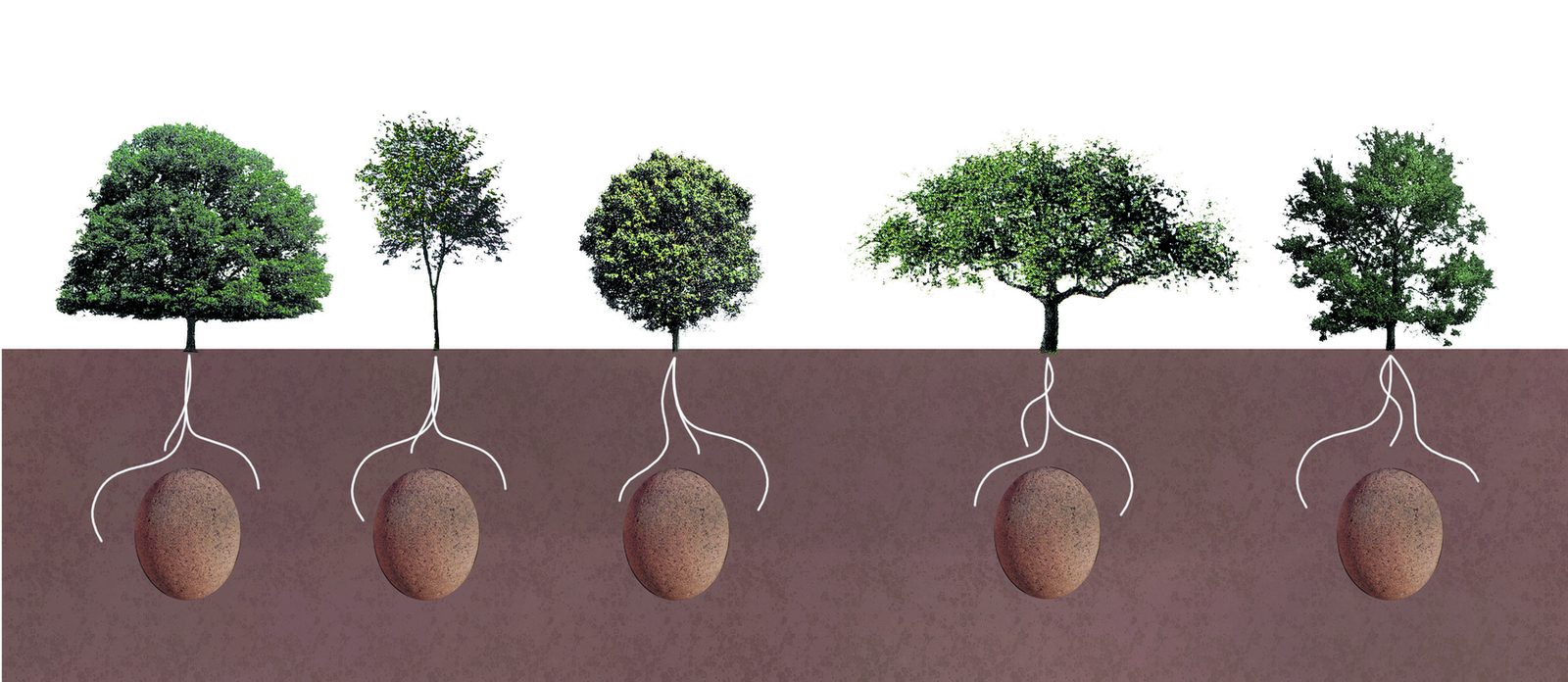 Five trees above a soil line, each with roots drawn down to an egg-shaped form buried beneath