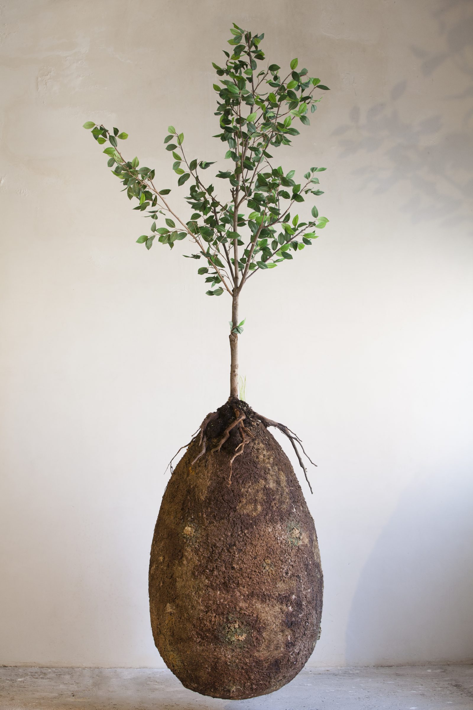 A small leafy tree rising from the top of a large earth-covered egg-shaped Capsule, photographed against a plain wall